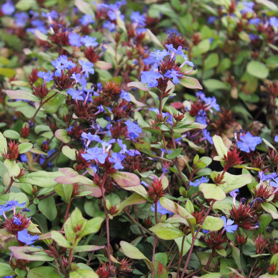 Ceratostigma plumbaginoides - Plumbago, Leadwort from Hoffie Nursery