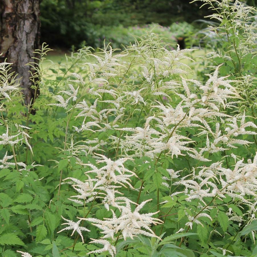 Aruncus dioicus - Goat's Beard from Hoffie Nursery