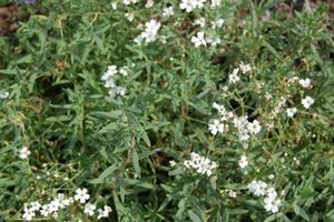 Gypsophila repens Alba