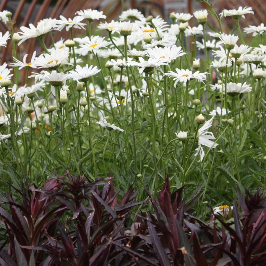 Leucanthemum superbum 'Alaska' - Shasta Daisy from Hoffie Nursery