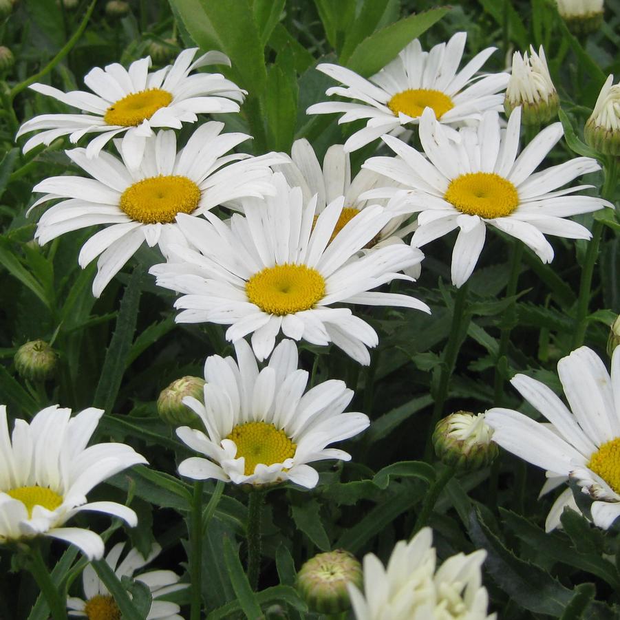 Leucanthemum superbum 'Silver Princess' - Shasta Daisy from Hoffie Nursery