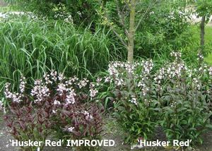 In our trial gardens at Hoffie Nursery, Inc.