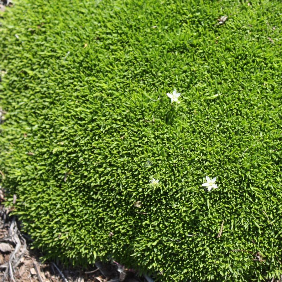 Arenaria speciosa 'Wallowa Mountains' - Mossy Sandwort from Hoffie Nursery