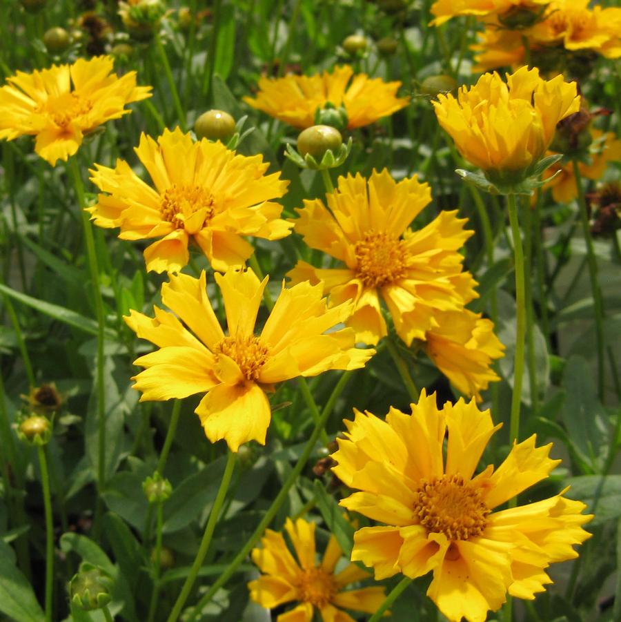 Coreopsis 'Jethro Tull' - Tickseed from Hoffie Nursery