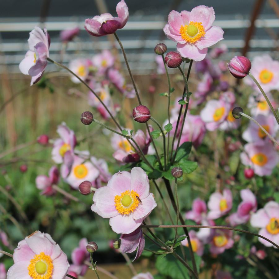 Anemone hupehensis 'September Charm' - Japanese Windflower Anemone from Hoffie Nursery