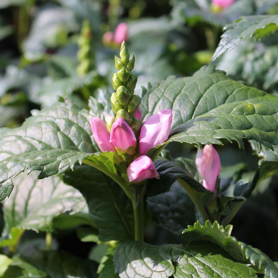 Chelone lyonii 'Hot Lips' - Turtlehead from Hoffie Nursery