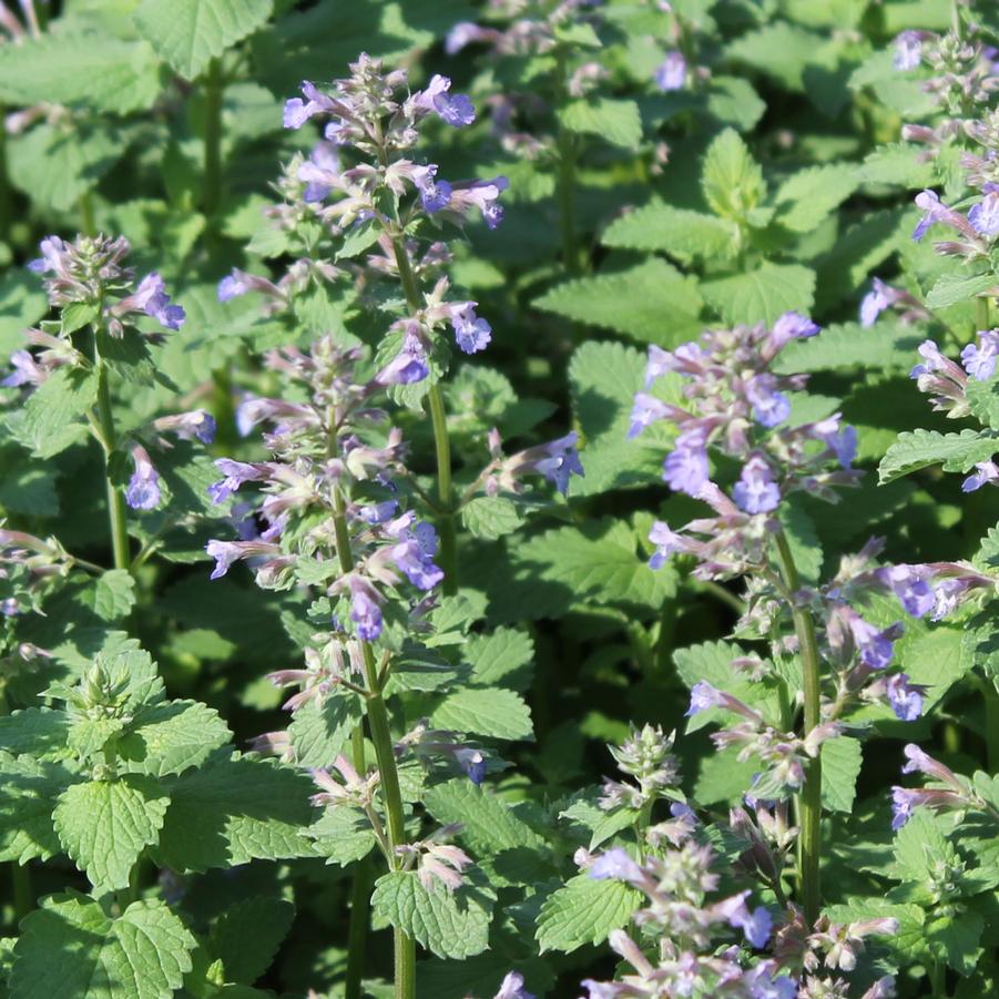 Nepeta faassenii 'Blue Wonder' - Catmint from Hoffie Nursery