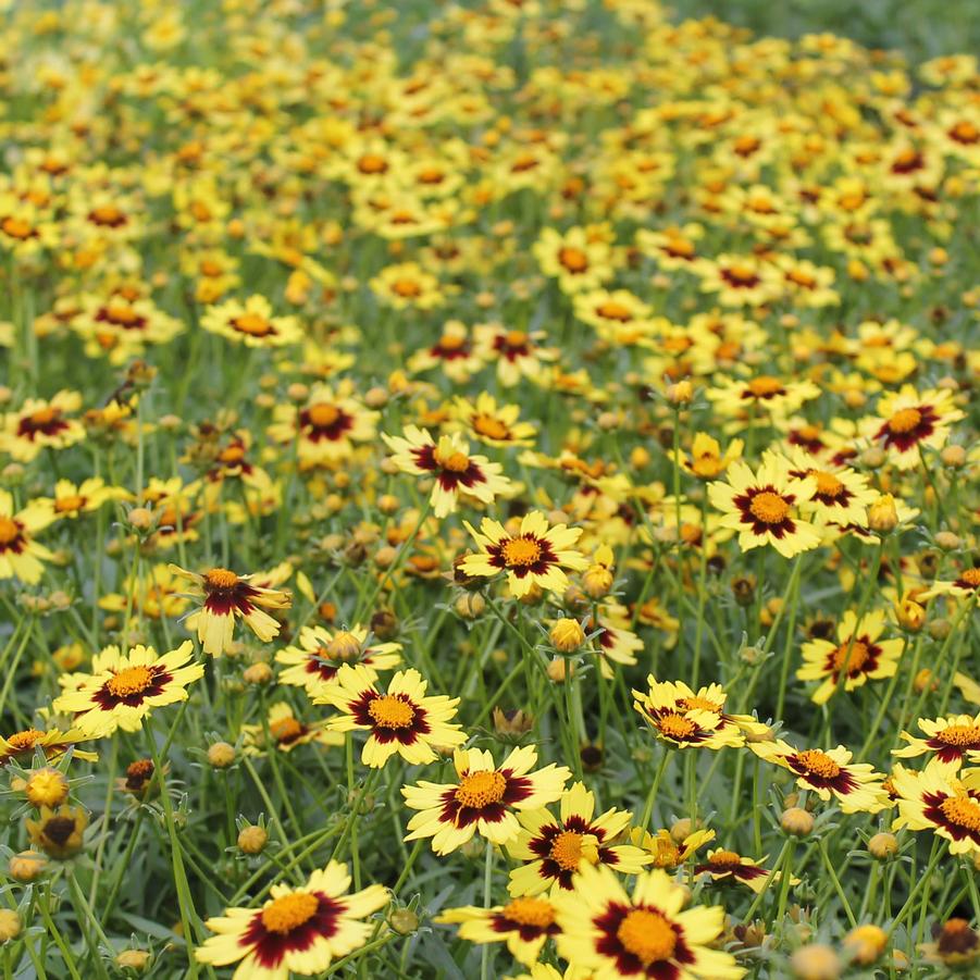 Coreopsis Big Bang 'Cosmic Eye' - Tickseed from Hoffie Nursery