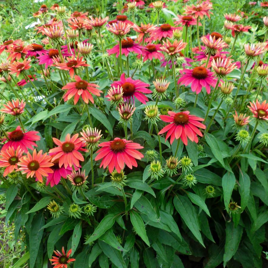 Echinacea Sombrero® Tres Amigos - Coneflower from Hoffie Nursery