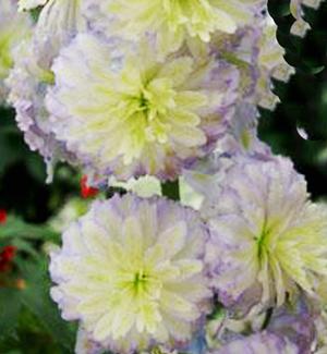 Delphinium Highlander™ 'Moonlight' - Larkspur from Hoffie Nursery