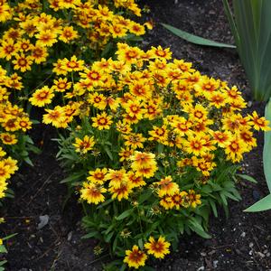 Coreopsis UPTICK™ 'Gold & Bronze' - Tickseed from Hoffie Nursery