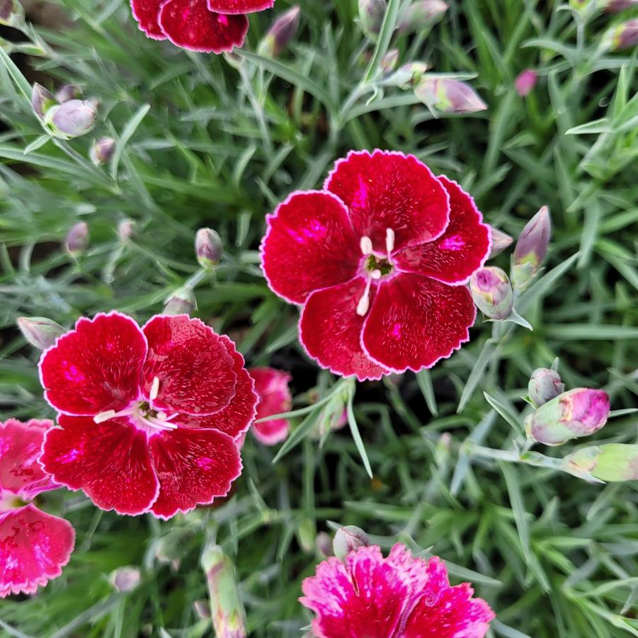 Dianthus Mountain Frost™ 'Ruby Glitter' - Cheddar Pinks from Hoffie Nursery