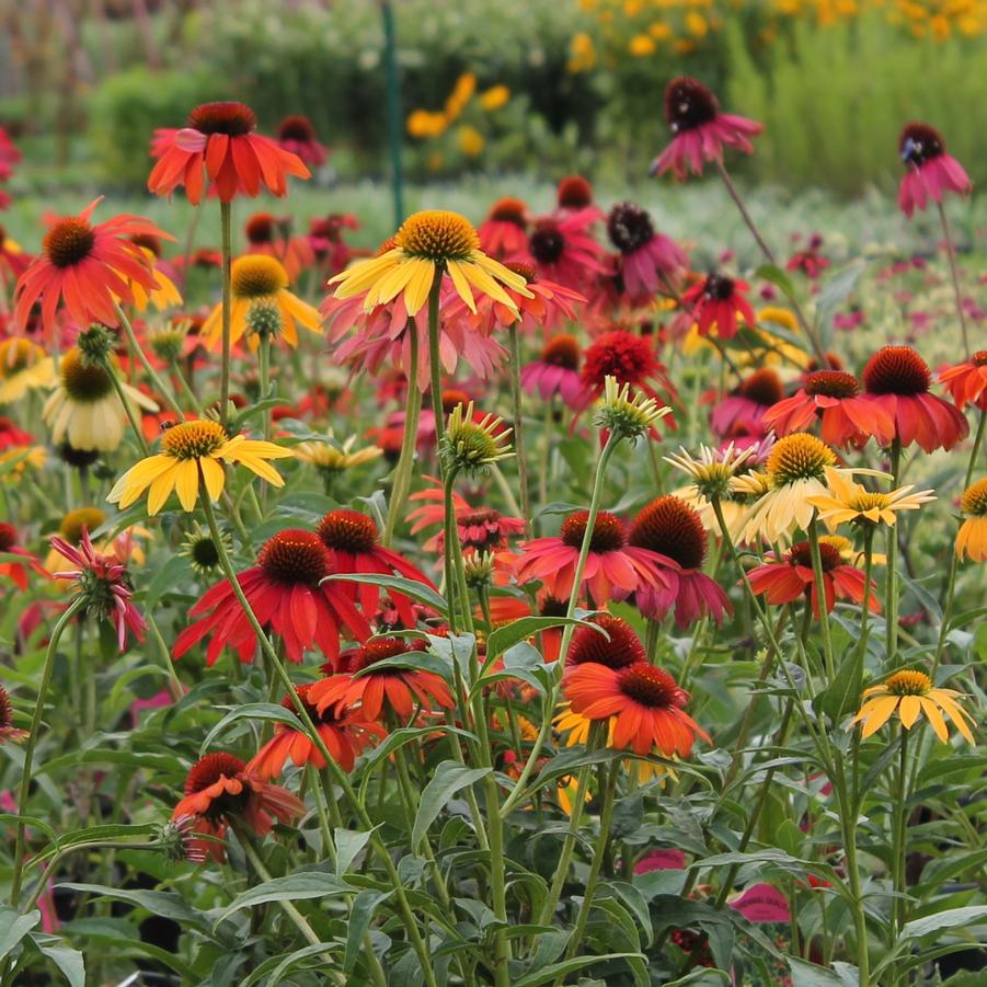 Echinacea 'Cheyenne Spirit' - Coneflower from Hoffie Nursery