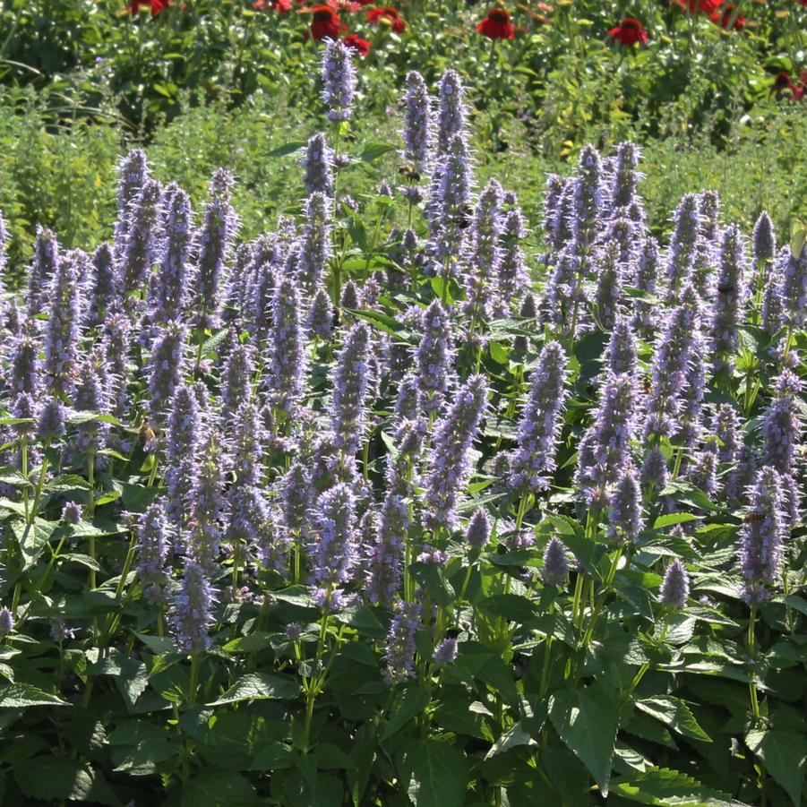 Agastache 'Blue Fortune' - Hyssop from Hoffie Nursery