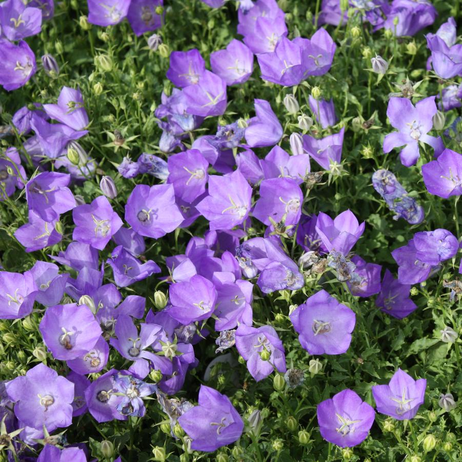 Campanula carpatica 'Blue Clips' - Carpathian Harebell from Hoffie Nursery