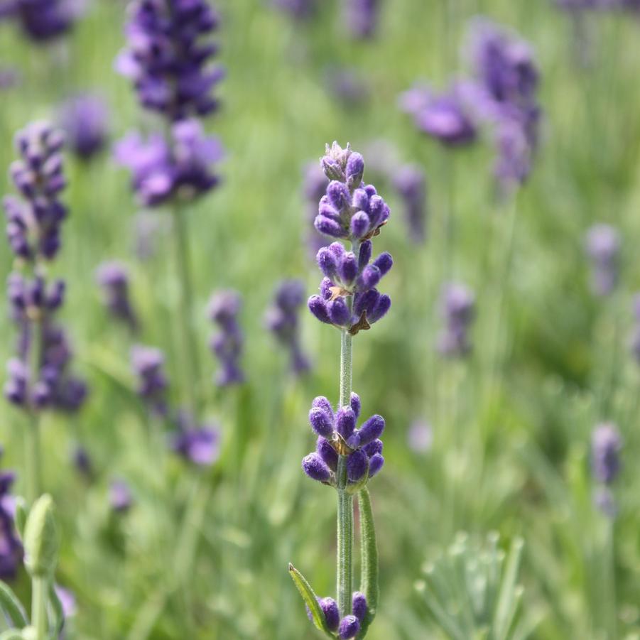 Lavender 'Hidcote' - English Lavender from Hoffie Nursery