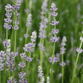 Lavender 'Munstead' - English Lavender from Hoffie Nursery