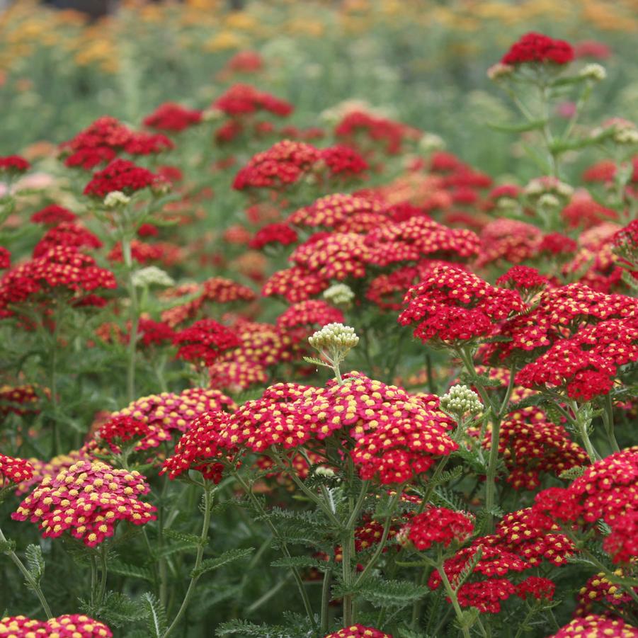 Achillea millefolium 'Paprika' - Yarrow from Hoffie Nursery