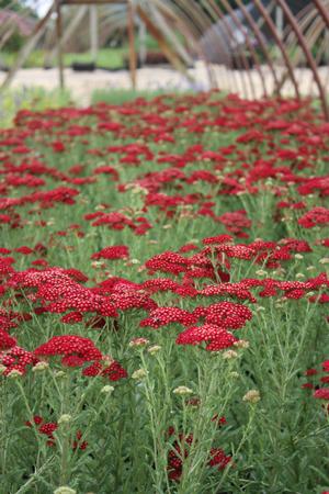 Achillea millefolium 'Red Velvet' Yarrow from Hoffie Nursery