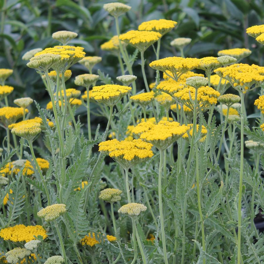 Achillea 'Coronation Gold' - Yarrow from Hoffie Nursery