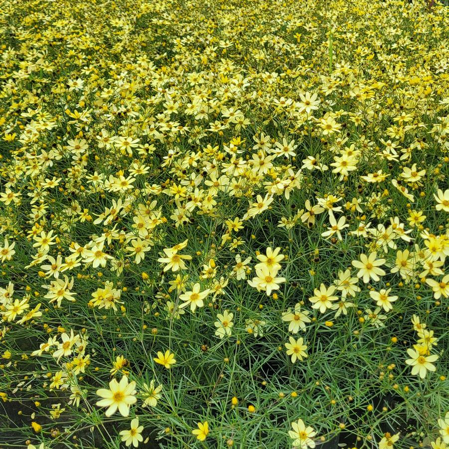 Coreopsis verticillata 'Moonbeam' - Threadleaf Coreopsis from Hoffie Nursery