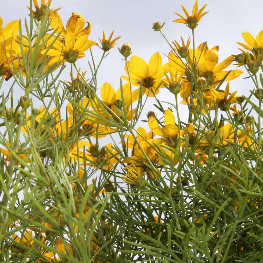 Coreopsis verticillata 'Zagreb' - Threadleaf Coreopsis from Hoffie Nursery