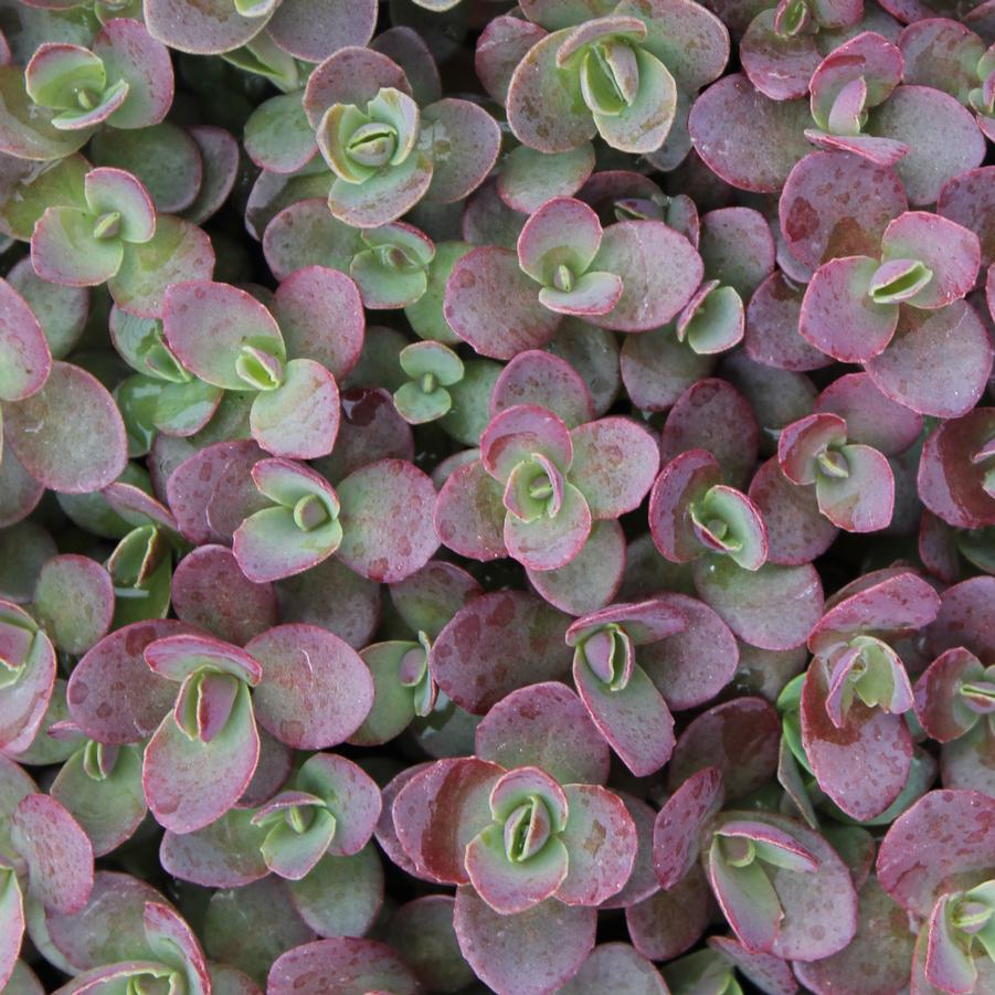 Sedum Sunsparkler® 'Firecracker' - Stonecrop from Hoffie Nursery