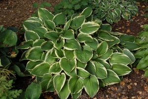 Hosta fortunei Aureomarginata