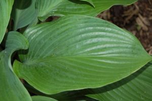 Hosta Krossa Regal