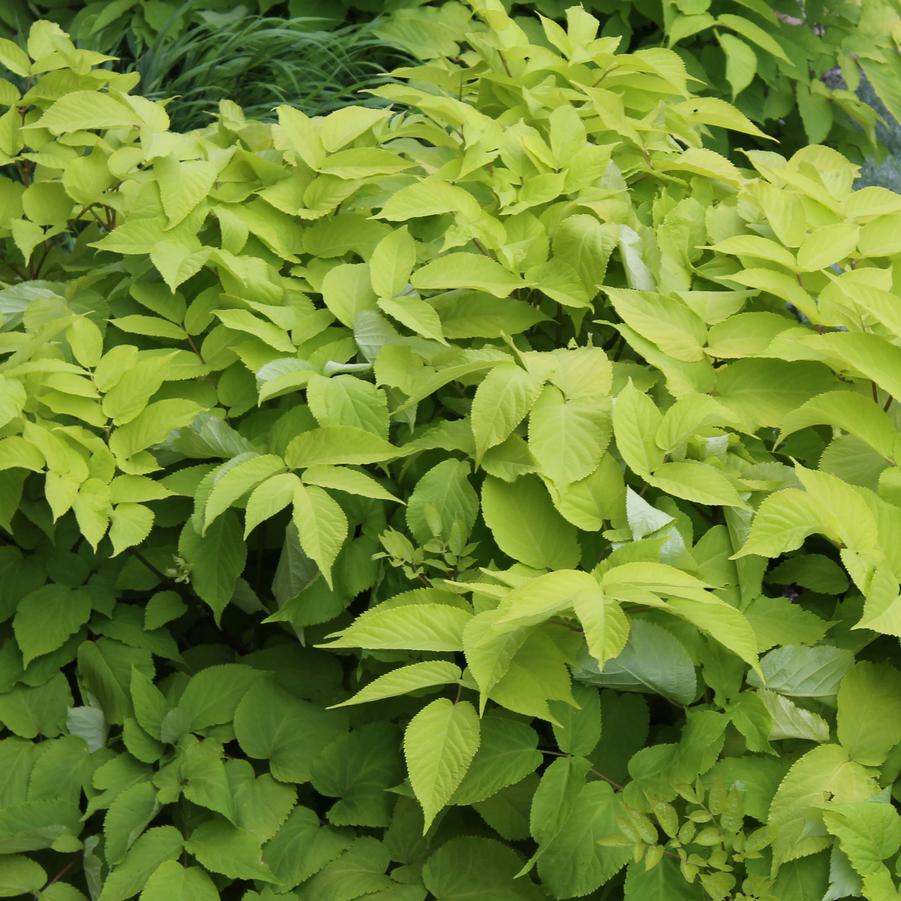 Aralia cordata 'Sun King' - Golden Japanese Spikenard from Hoffie Nursery