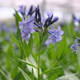 Amsonia 'Blue Ice' - Blue Star from Hoffie Nursery