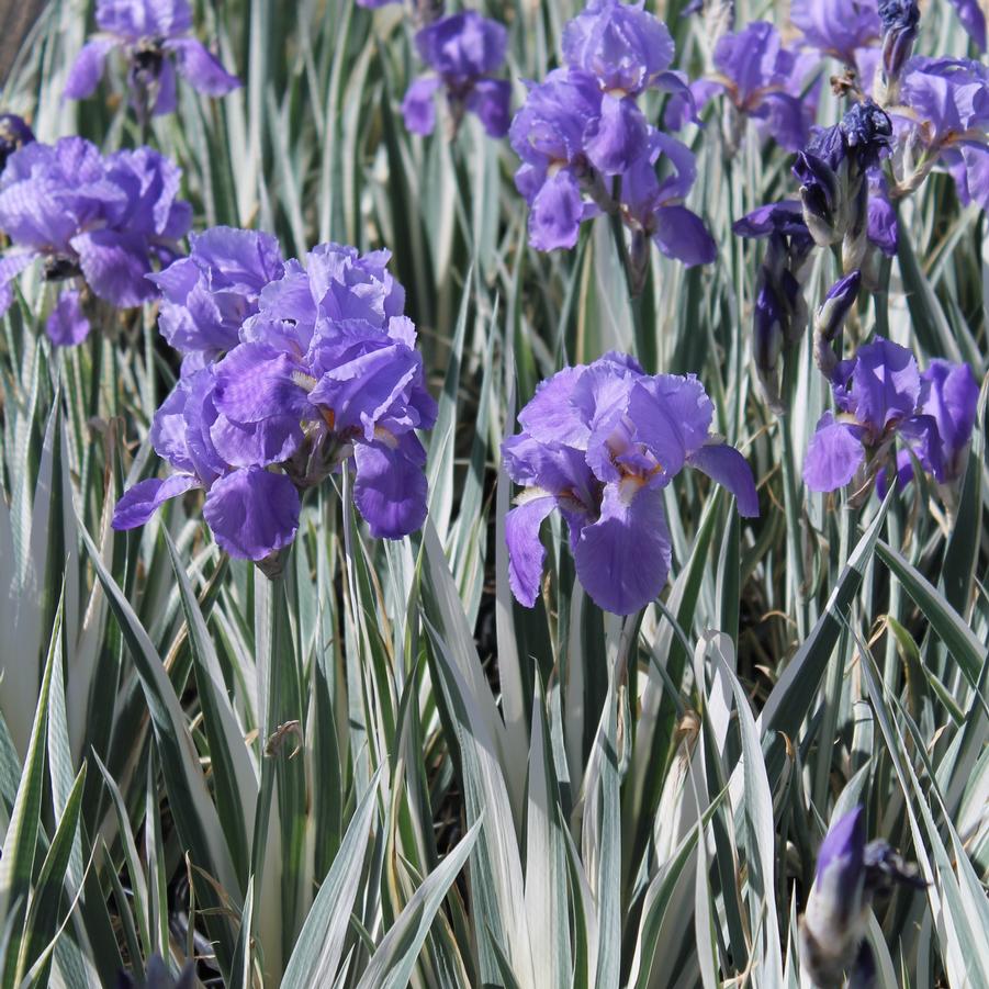 Iris pallida 'Aureo Variegata' - Variegated Iris from Hoffie Nursery