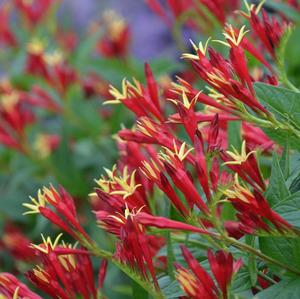 Spigelia marilandica 'Little Redhead' - Indian Pink from Hoffie Nursery