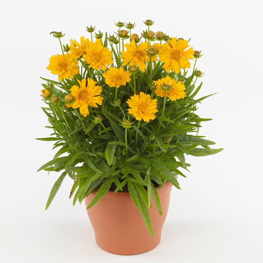 Coreopsis grandiflora 'Double the Sun' - Tickseed from Hoffie Nursery