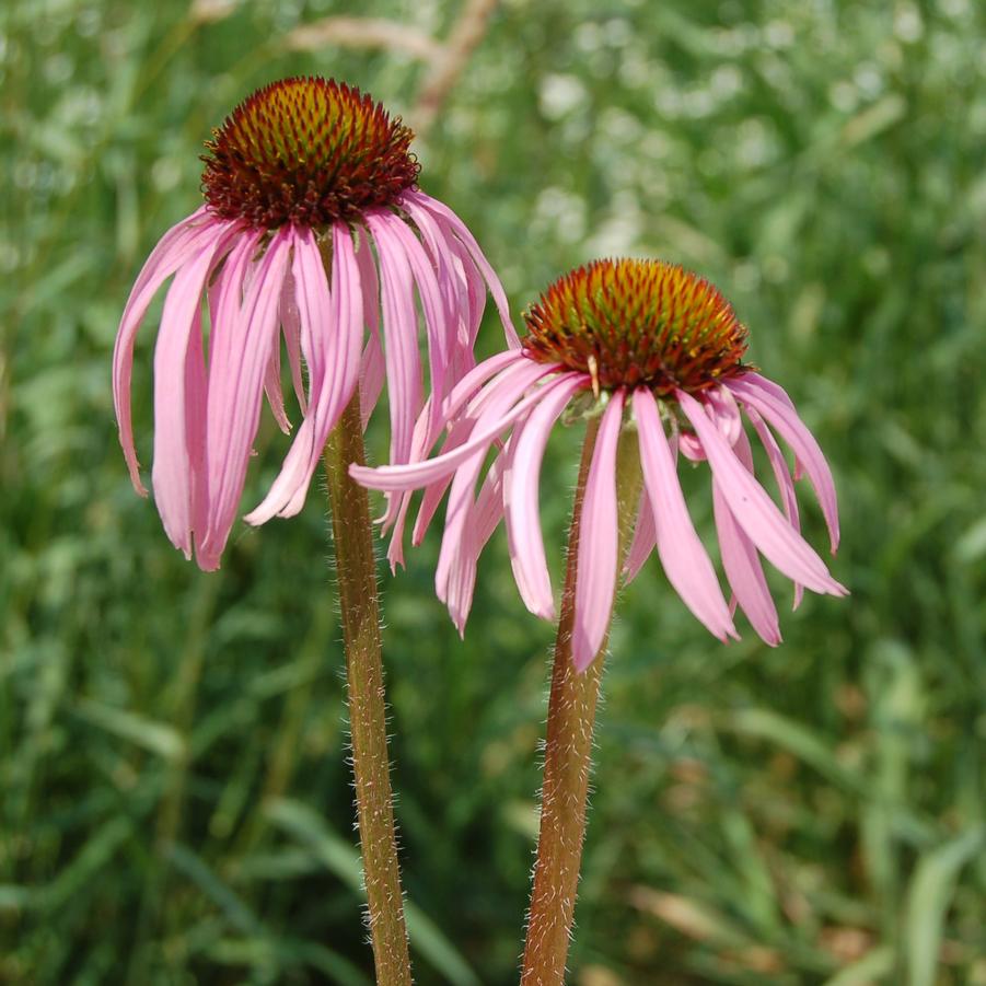 Echinacea pallida - Pale Coneflower from Hoffie Nursery