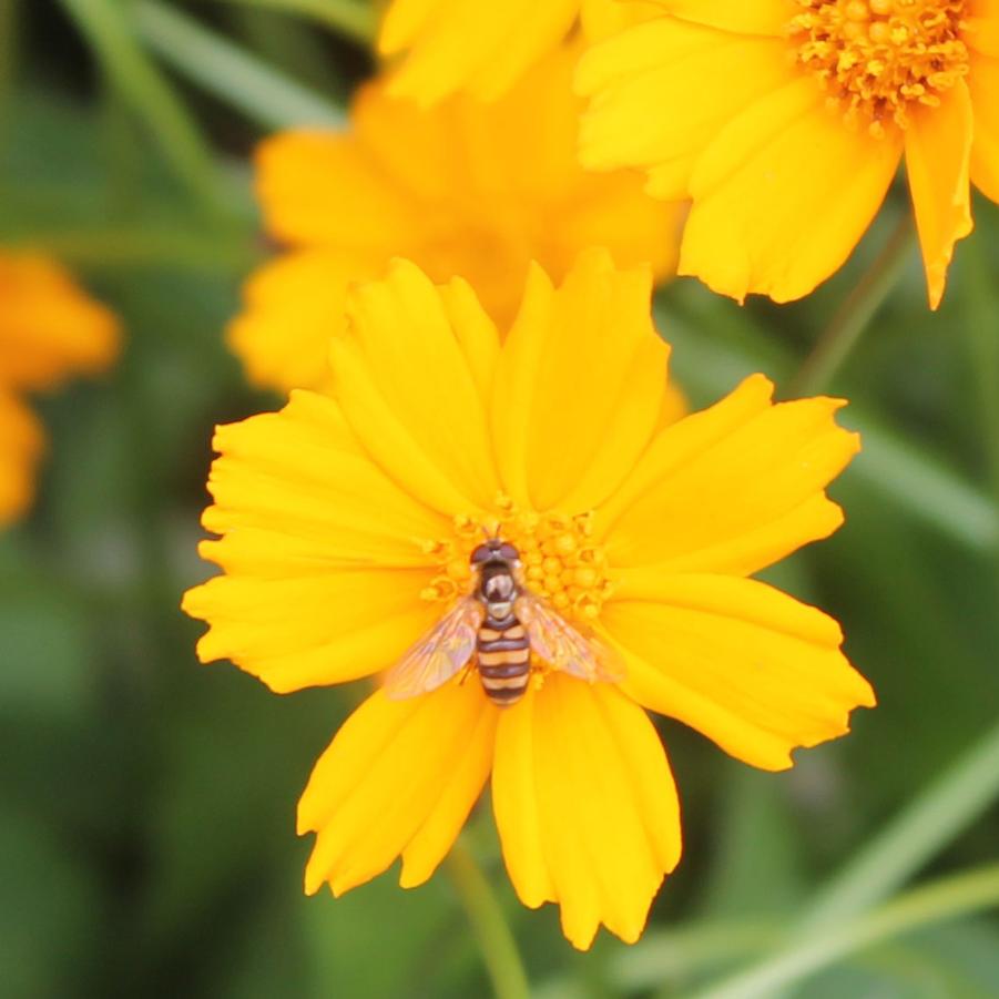 Coreopsis auriculata 'Nana' - Mouse Ear Coreopsis from Hoffie Nursery