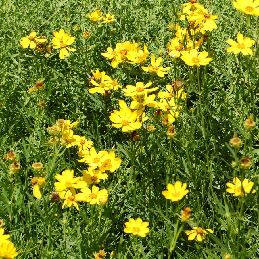 Coreopsis palmata - Stiff Tickseed from Hoffie Nursery