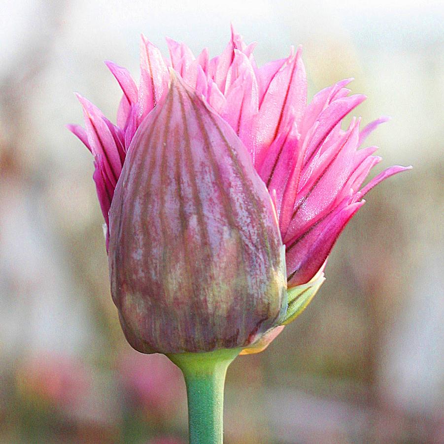 Allium schoenpraesum 'Forescate' - Pink Chives from Hoffie Nursery