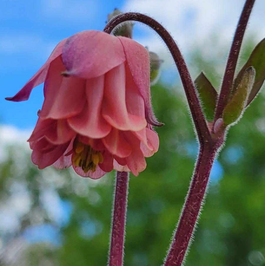 Aquilegia vulgaris 'Carol Ann' - Columbine from Hoffie Nursery