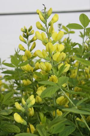 Baptisia 'Sunny Morning' - False Indigo from Hoffie Nursery