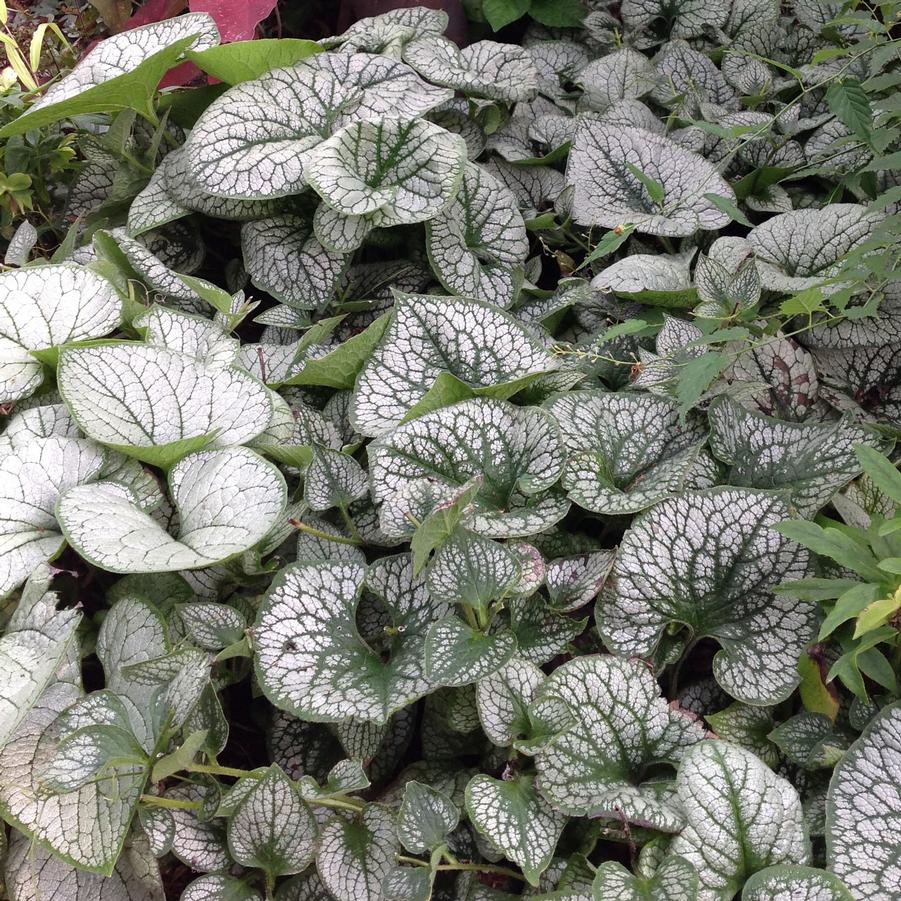 Brunnera macrophylla 'Sea Heart' - False Forget-Me-Not from Hoffie Nursery