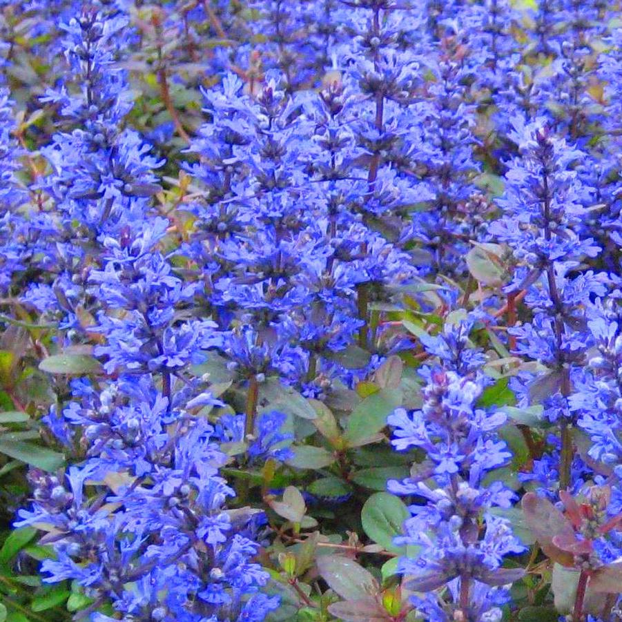 Ajuga reptans 'Chocolate Chip (Valfredda)' - Bugleweed from Hoffie Nursery