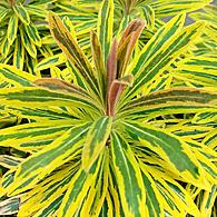 Euphorbia martinii 'Ascot Rainbow' - Rainbow Spurge from Hoffie Nursery