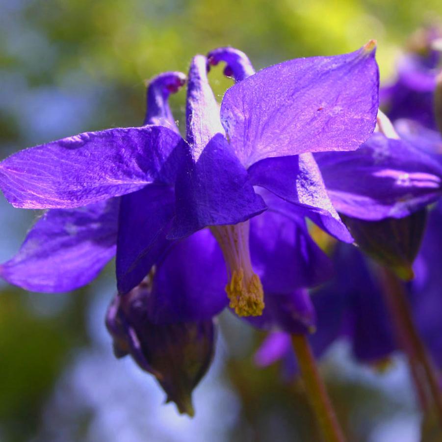 Aquilegia alpina - Alpine Columbine from Hoffie Nursery