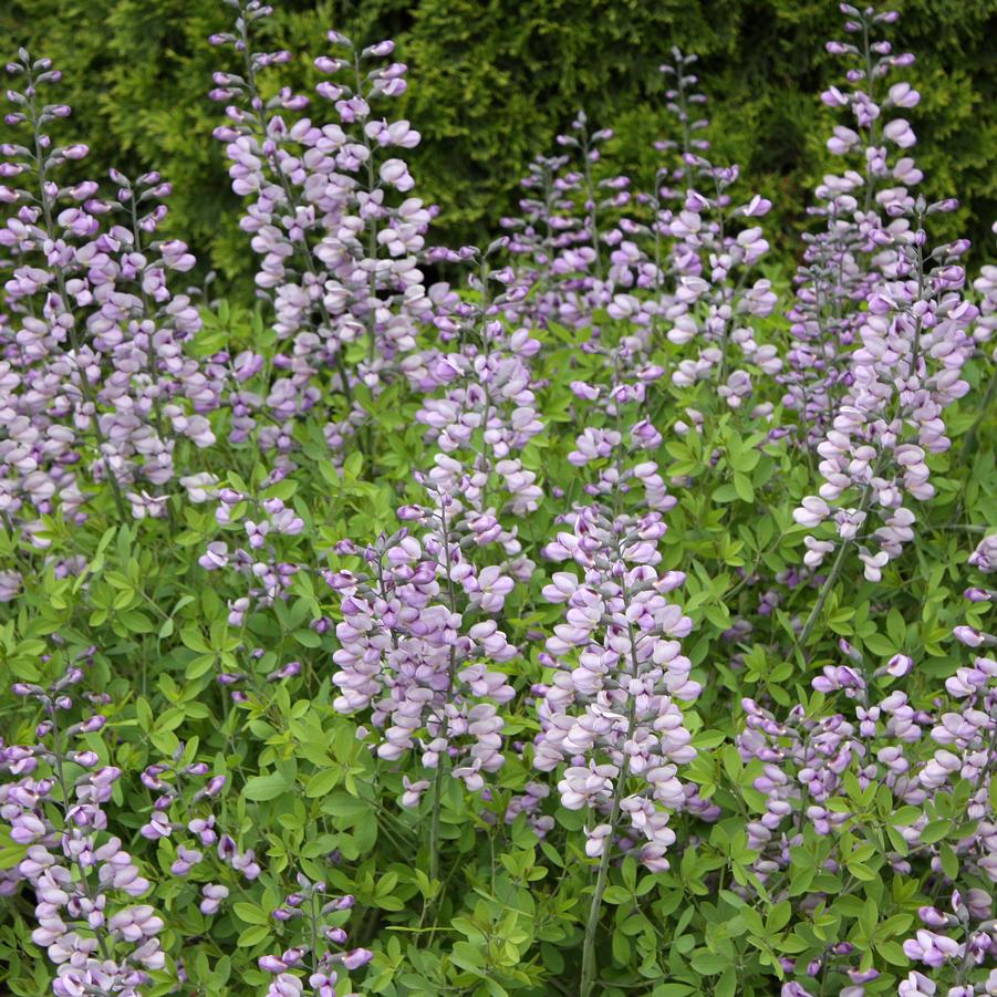 Baptisia 'Purple Smoke' - Blue Wild Indigo, False Indigo from Hoffie Nursery