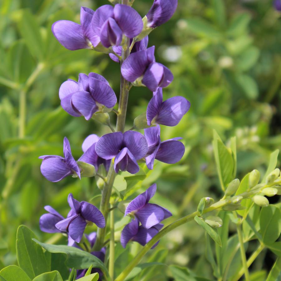 Baptisia australis - Blue Wild Indigo, False Indigo from Hoffie Nursery