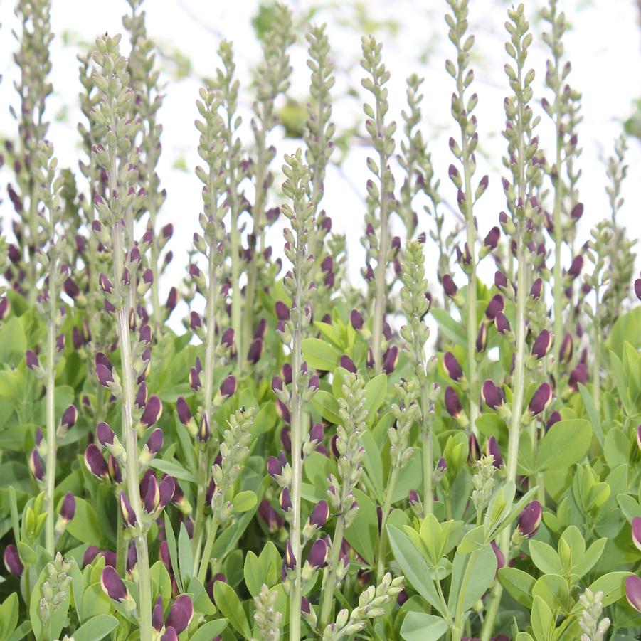 Baptisia variicolor 'Twilite Prairieblues' - Blue Wild Indigo, False Indigo from Hoffie Nursery