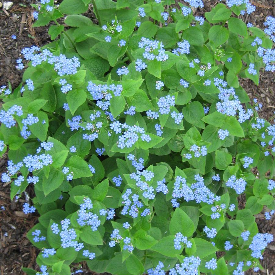 Brunnera macrophylla - False Forget-Me-Not, Siberian Bugloss from Hoffie Nursery