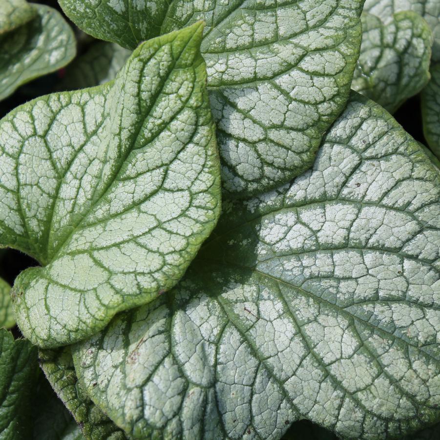 Brunnera macrophylla 'Jack Frost' - False Forget-Me-Not, Siberian Bugloss from Hoffie Nursery