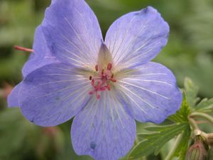 Geranium Johnson's Blue